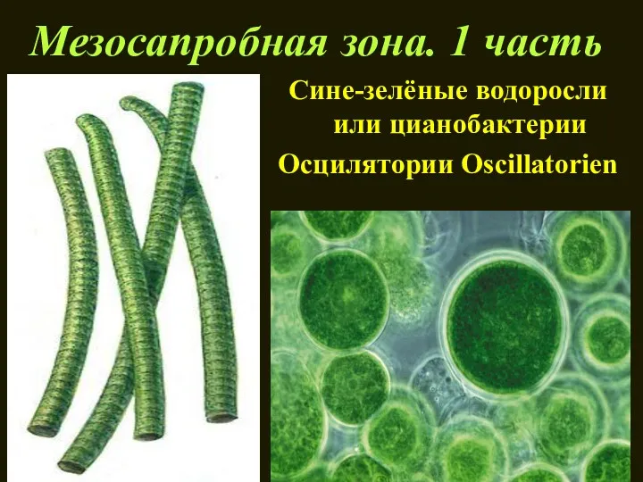 Мезосапробная зона. 1 часть Сине-зелёные водоросли или цианобактерии Осцилятории Oscillatorien