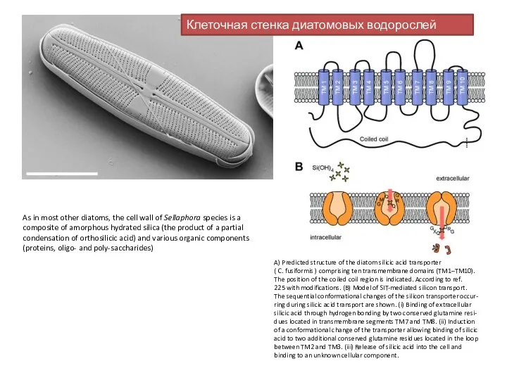 Клеточная стенка диатомовых водорослей As in most other diatoms, the