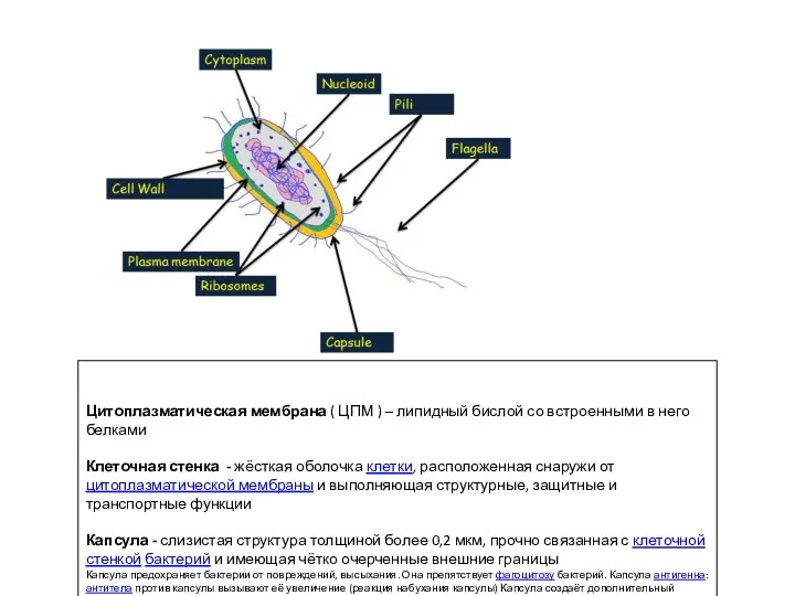 Цитоплазматическая мембрана ( ЦПМ ) – липидный бислой со встроенными