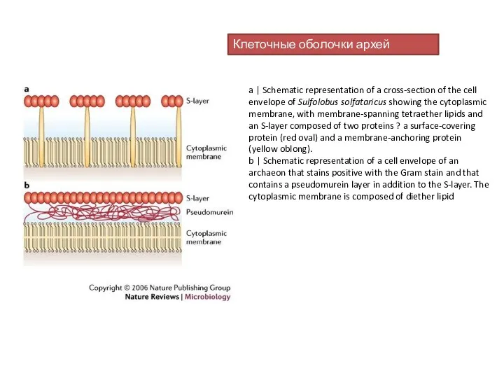 a | Schematic representation of a cross-section of the cell