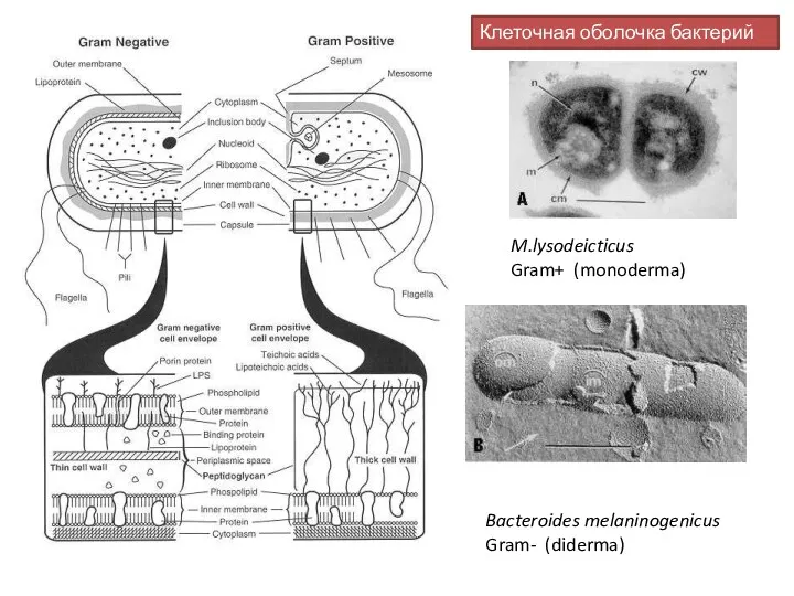 M.lysodeicticus Gram+ (monoderma) Bacteroides melaninogenicus Gram- (diderma) Клеточная оболочка бактерий