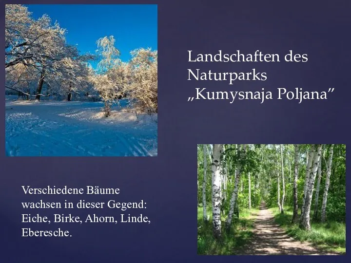 Landschaften des Naturparks „Kumysnaja Poljana” Verschiedene Bäume wachsen in dieser Gegend: Eiche, Birke, Ahorn, Linde, Eberesche.