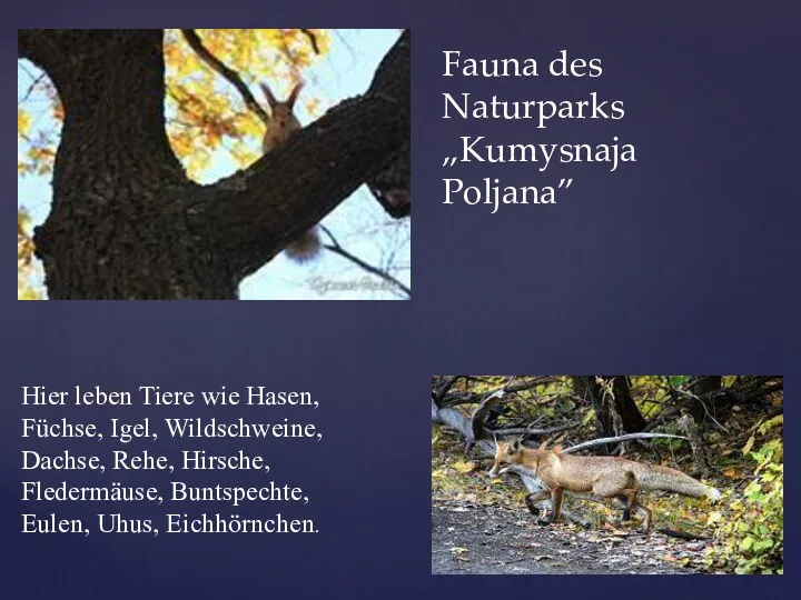 Fauna des Naturparks „Kumysnaja Poljana” Hier leben Tiere wie Hasen,