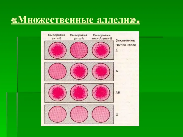 «Множественные аллели».