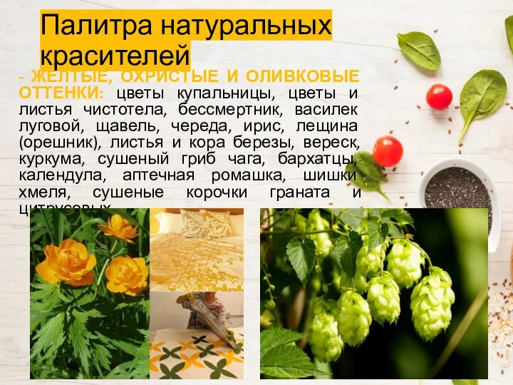 - ЖЕЛТЫЕ, ОХРИСТЫЕ И ОЛИВКОВЫЕ ОТТЕНКИ: цветы купальницы, цветы и