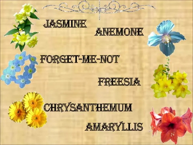 freesia forget-me-not jasmine anemone amaryllis chrysanthemum