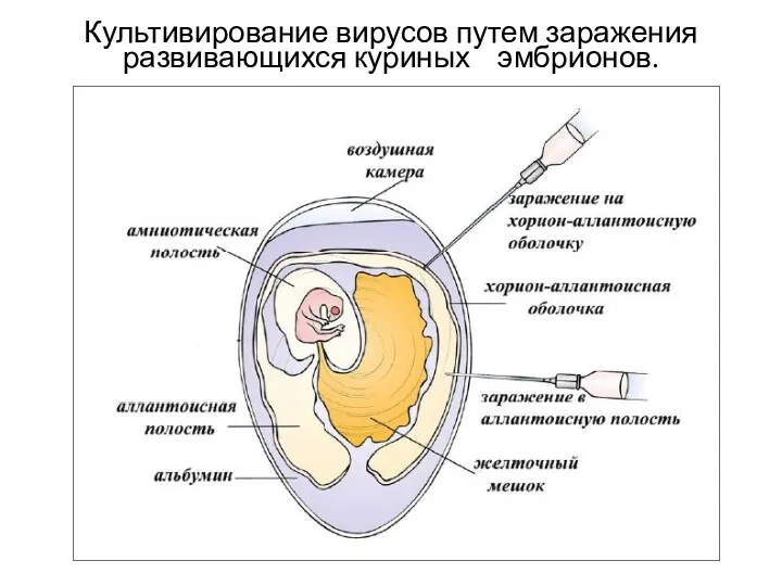 Культивирование вирусов путем заражения развивающихся куриных эмбрионов.