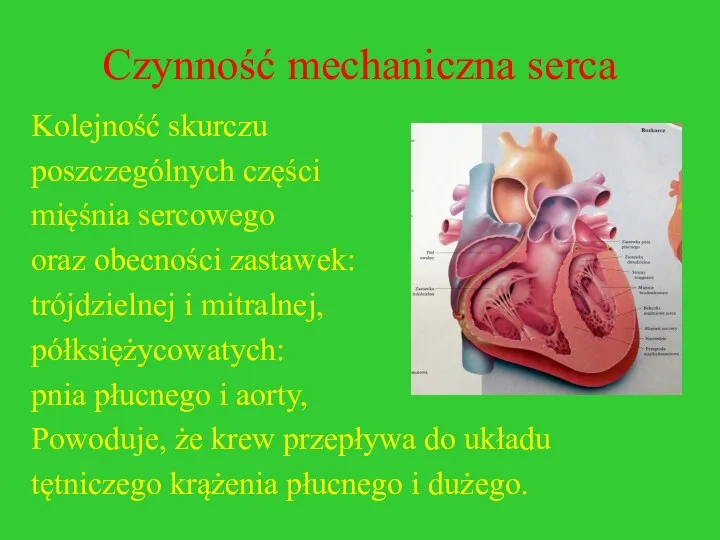 Czynność mechaniczna serca Kolejność skurczu poszczególnych części mięśnia sercowego oraz