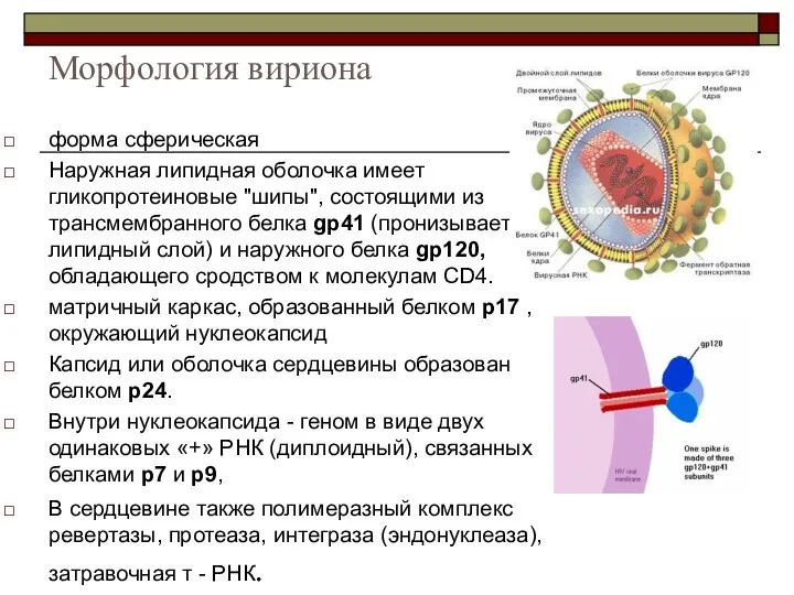 Морфология вириона форма сферическая Наружная липидная оболочка имеет гликопротеиновые "шипы",