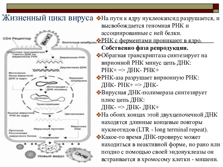 На пути к ядру нуклеокапсид разрушается, и высвобождается геномная РНК