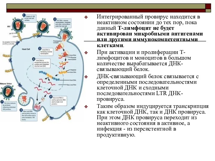 Интегрированный провирус находится в неактивном состоянии до тех пор, пока