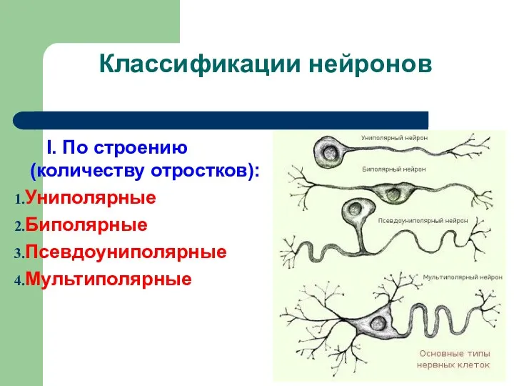 Классификации нейронов I. По строению (количеству отростков): Униполярные Биполярные Псевдоуниполярные Мультиполярные