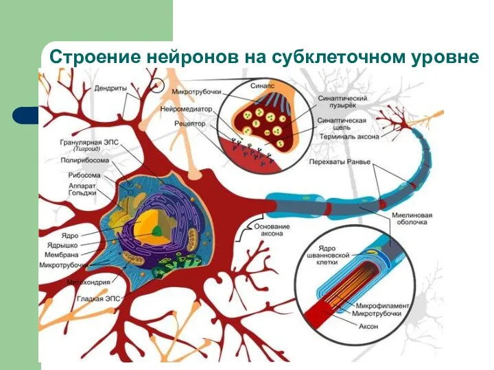 Строение нейронов на субклеточном уровне