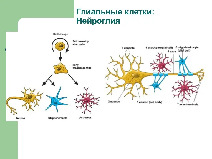 Глиальные клетки: Нейроглия