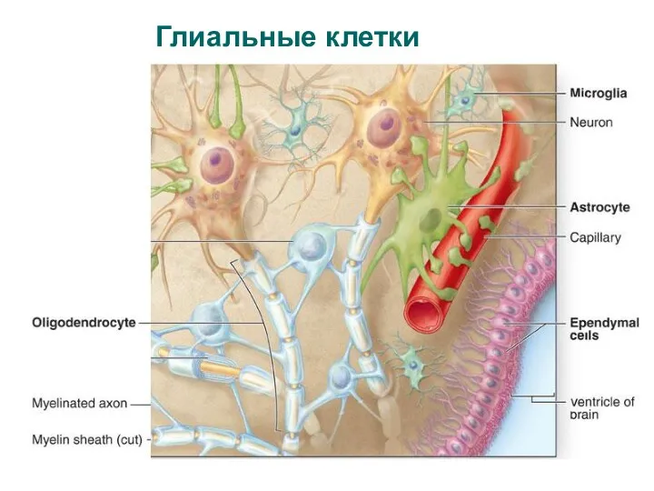 Глиальные клетки