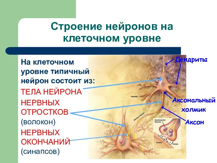 Строение нейронов на клеточном уровне На клеточном уровне типичный нейрон