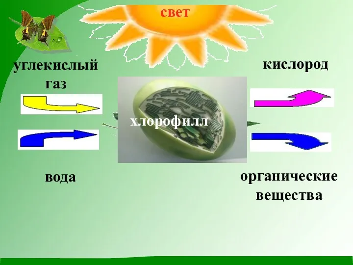 хлорофилл углекислый газ вода органические вещества кислород