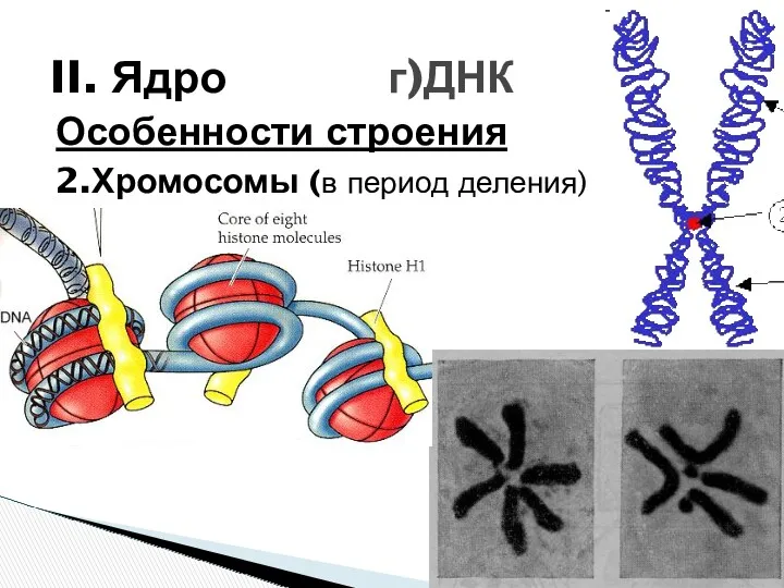 Особенности строения 2.Хромосомы (в период деления) II. Ядро г)ДНК