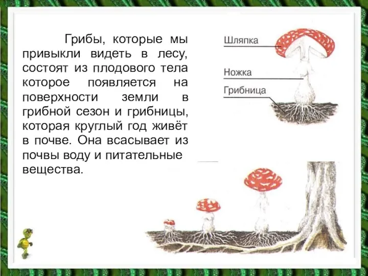 Грибы, которые мы привыкли видеть в лесу, состоят из плодового