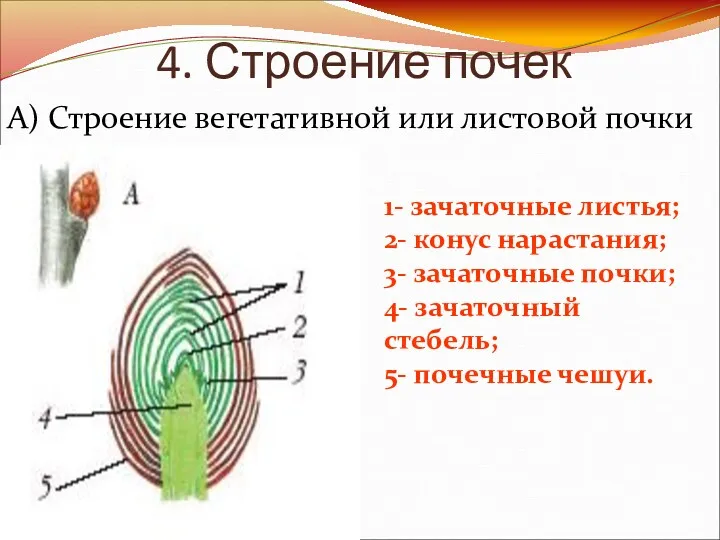 4. Строение почек А) Строение вегетативной или листовой почки 1-