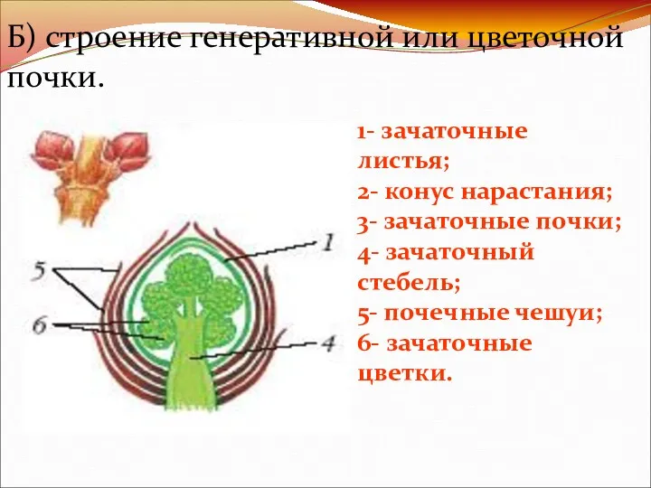 Б) строение генеративной или цветочной почки. 1- зачаточные листья; 2-