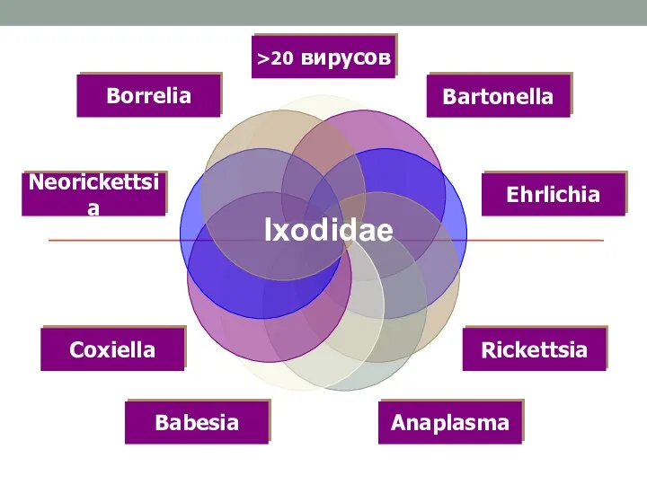 Ixodidae