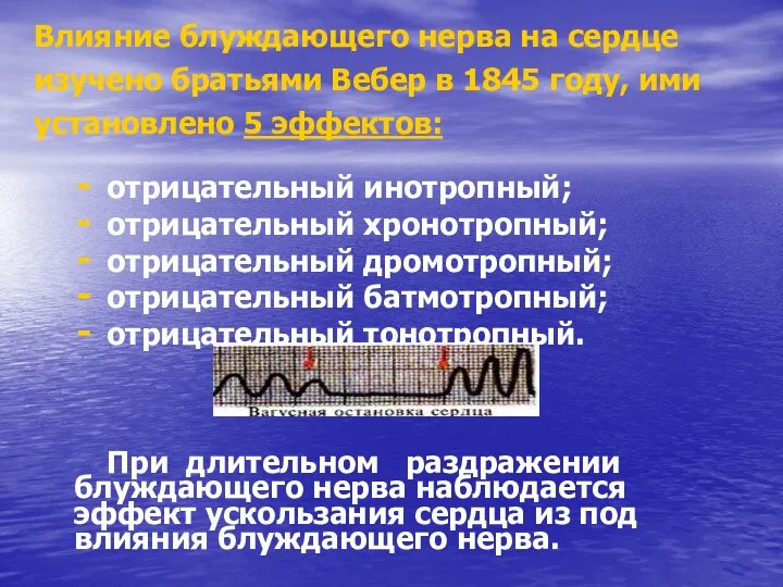 Влияние блуждающего нерва на сердце изучено братьями Вебер в 1845