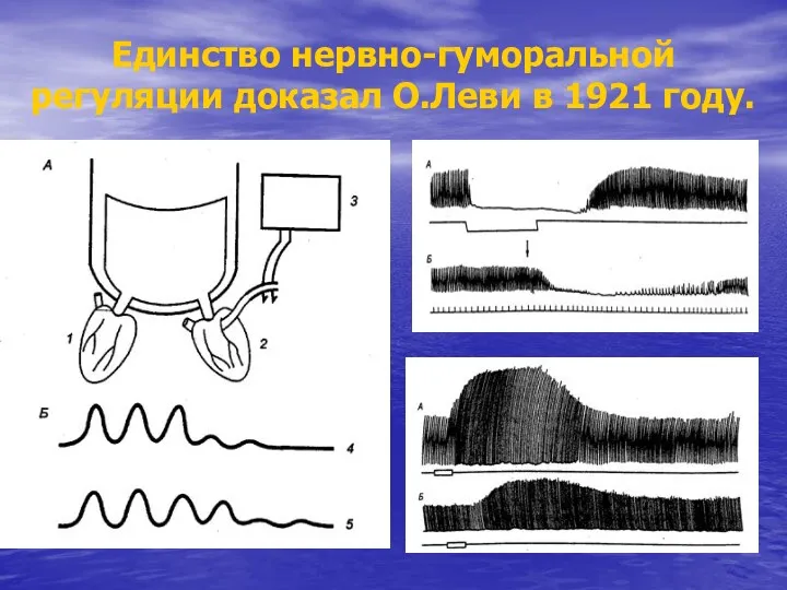 Единство нервно-гуморальной регуляции доказал О.Леви в 1921 году.