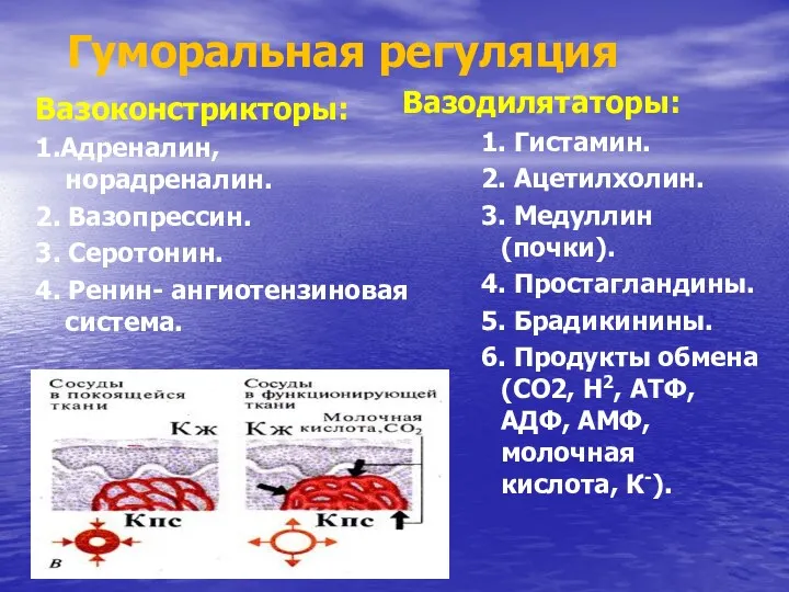 Гуморальная регуляция Вазоконстрикторы: 1.Адреналин, норадреналин. 2. Вазопрессин. 3. Серотонин. 4.