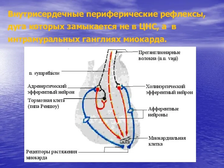 Внутрисердечные периферические рефлексы, дуга которых замыкается не в ЦНС, а в интрамуральных ганглиях миокарда.