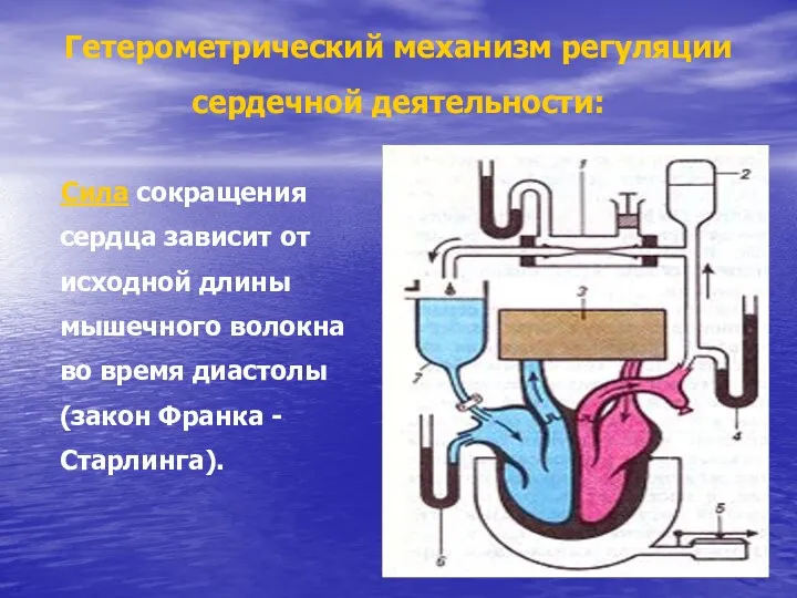 Гетерометрический механизм регуляции сердечной деятельности: Сила сокращения сердца зависит от