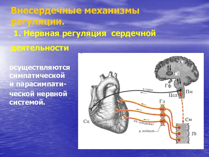 Внесердечные механизмы регуляции. 1. Нервная регуляция сердечной деятельности осуществляются симпатической и парасимпати- ческой нервной системой.