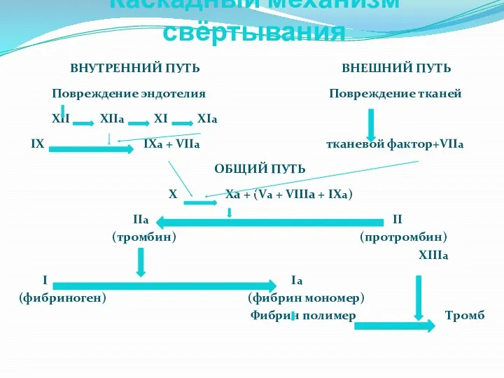 Каскадный механизм свёртывания ВНУТРЕННИЙ ПУТЬ ВНЕШНИЙ ПУТЬ Повреждение эндотелия Повреждение