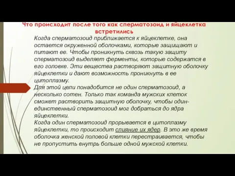 Что происходит после того как сперматозоид и яйцеклетка встретились Когда