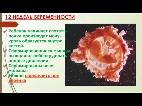 12 НЕДЕЛЬ БЕРЕМЕННОСТИ Ребёнок начинает глотать, почки производят мочу, кровь