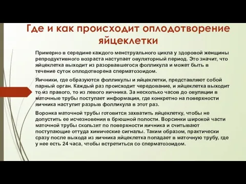 Где и как происходит оплодотворение яйцеклетки Примерно в середине каждого