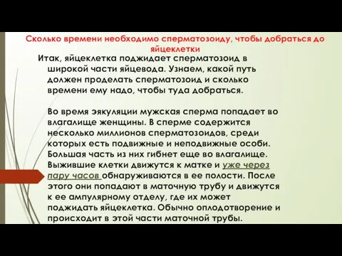 Сколько времени необходимо сперматозоиду, чтобы добраться до яйцеклетки Итак, яйцеклетка