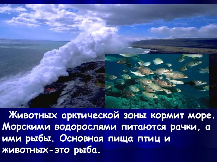 Животных арктической зоны кормит море. Морскими водорослями питаются рачки, а