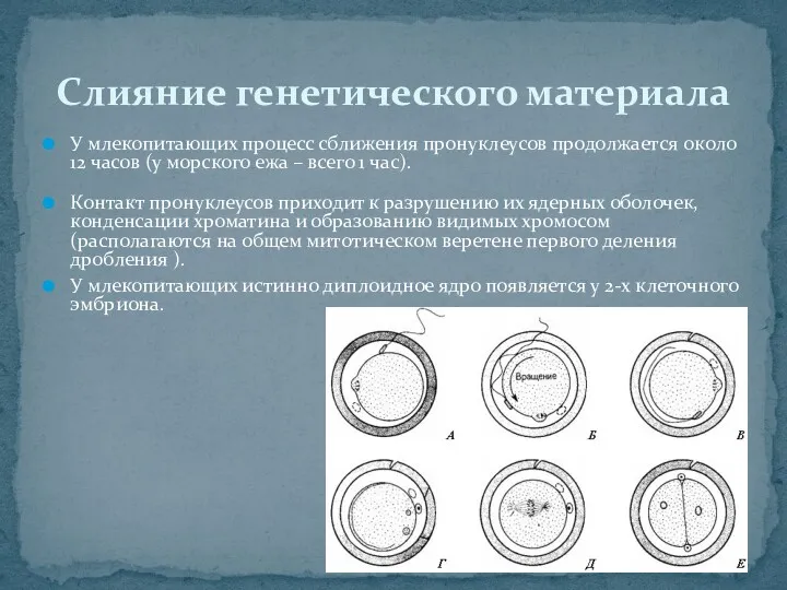 Слияние генетического материала У млекопитающих процесс сближения пронуклеусов продолжается около