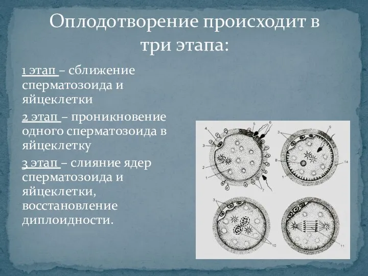 Оплодотворение происходит в три этапа: 1 этап – сближение сперматозоида