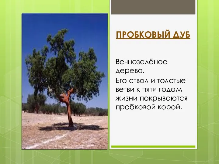 ПРОБКОВЫЙ ДУБ Вечнозелёное дерево. Его ствол и толстые ветви к пяти годам жизни покрываются пробковой корой.