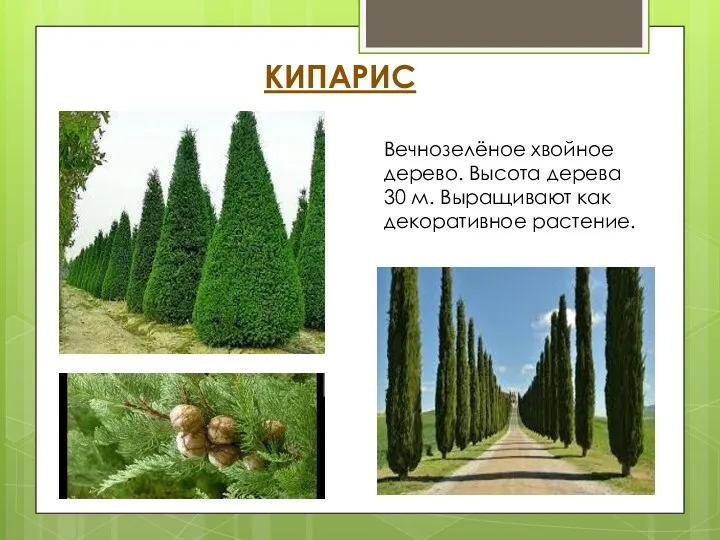 КИПАРИС Вечнозелёное хвойное дерево. Высота дерева 30 м. Выращивают как декоративное растение.