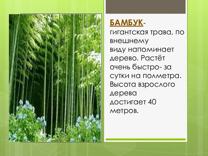 БАМБУК- гигантская трава, по внешнему виду напоминает дерево. Растёт очень
