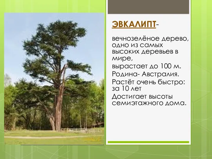 ЭВКАЛИПТ- вечнозелёное дерево, одно из самых высоких деревьев в мире,