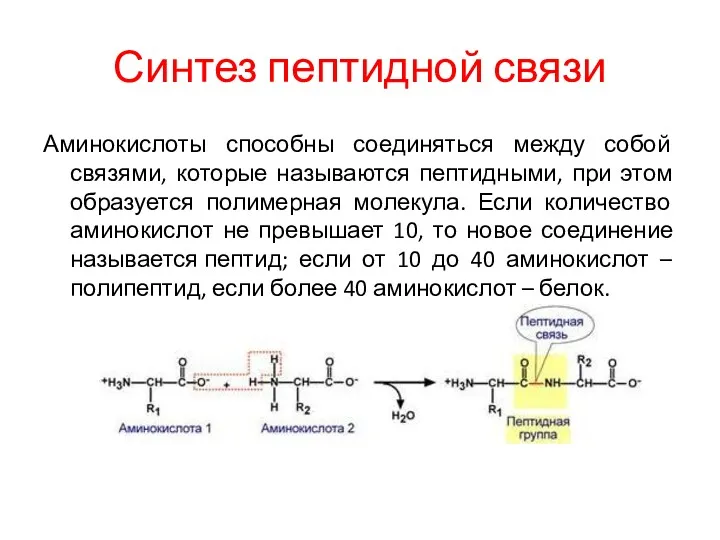 Синтез пептидной связи Аминокислоты способны соединяться между собой связями, которые