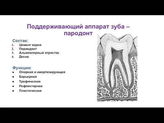 Поддерживающий аппарат зуба – пародонт Состав: Цемент корня Периодонт Альвеолярный отросток Десна Функции: