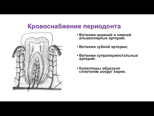 Кровоснабжение периодонта Ветвями верхней и нижней альвеолярных артерий; Ветвями зубной артерии; Ветвями супрапериостальных