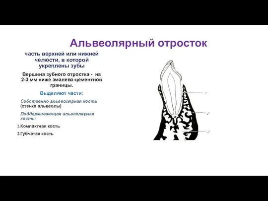 Альвеолярный отросток часть верхней или нижней челюсти, в которой укреплены зубы Вершина зубного