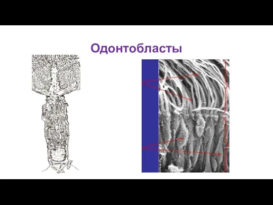 Одонтобласты