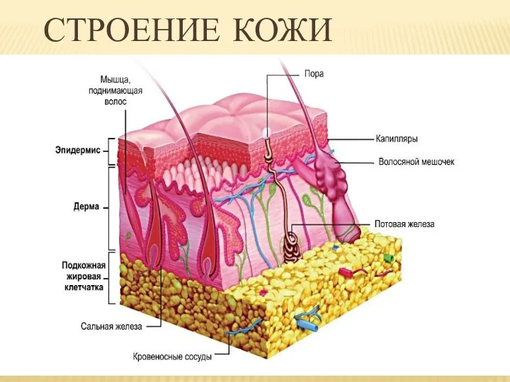 СТРОЕНИЕ КОЖИ